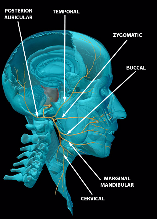 You've Got Some More Nerve(s) The Cranial Nerves